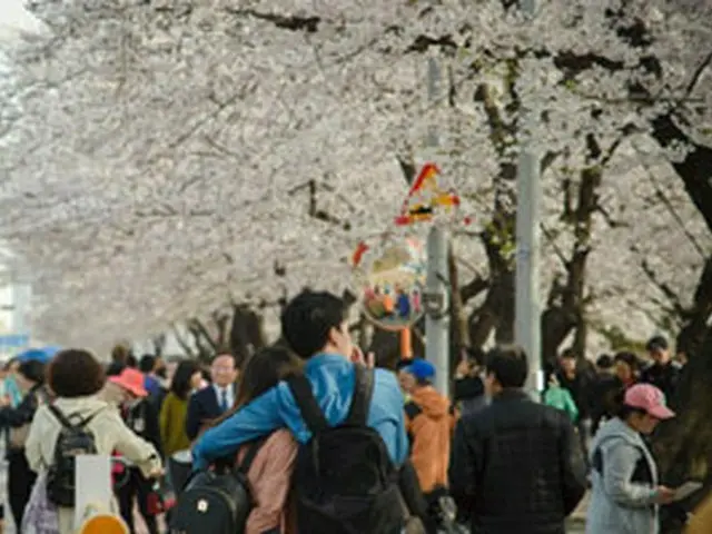 手ぶらで楽しむのがポイント！韓国のお花見スタイルとは？【韓国】