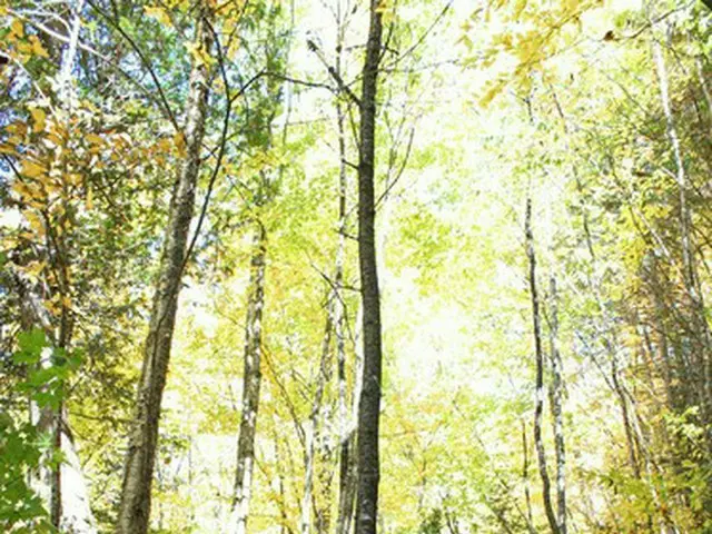 紅葉のきれいなシーズンにハイキングへ行こう【カナダ】