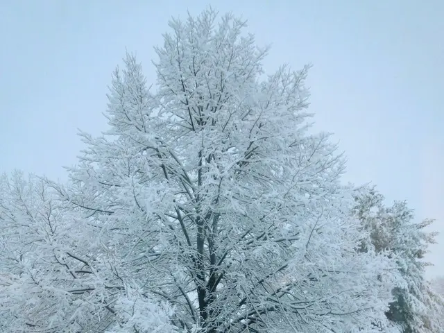 寒すぎる、中西部の雪に備える【アメリカ】