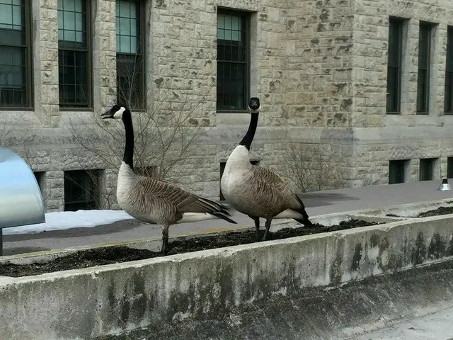 可愛い動物に会えるかも、自然がいっぱいのカナダ【カナダ】