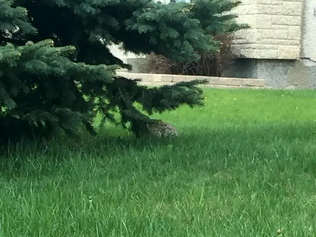 厄介？かわいい？害虫、害獣【カナダ】