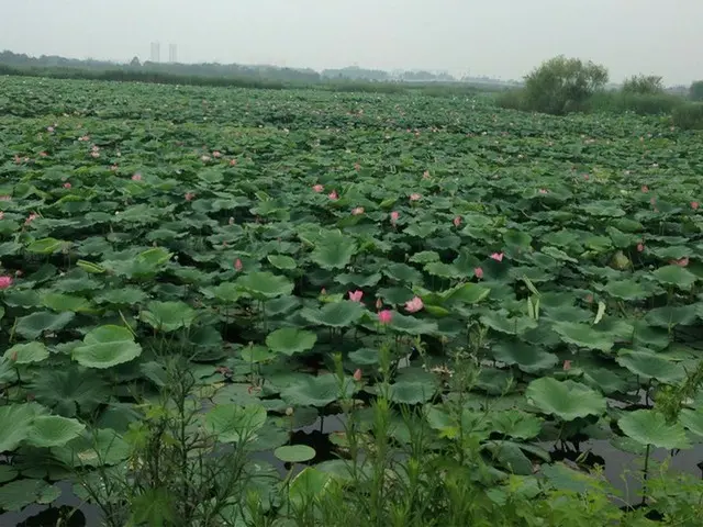 河南省淮陽（ホワイヤン）市で蓮祭り【中国】