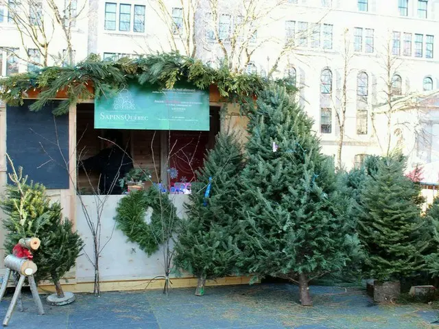 ハロウィンが終わったらクリスマスツリー【カナダ】