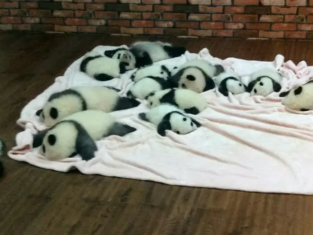 パンダの赤ちゃんが生まれました！【中国】
