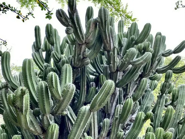 インスタ映え！巨大サボテンが見れるメキシコの植物園【メキシコ】