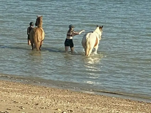 ビーチで見かけた馬【オーストラリア】