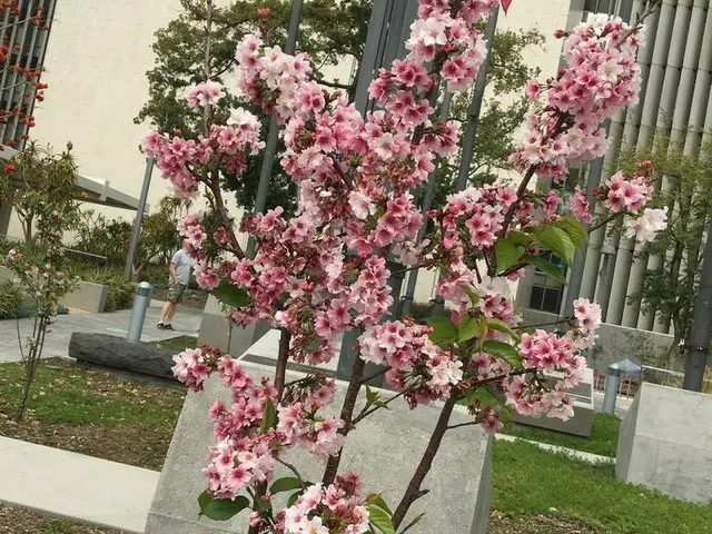 ロサンゼルスで日本の桜が見られます【アメリカ】