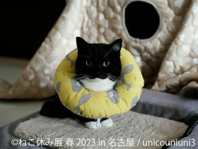 スター猫の作品も初登場！可愛い猫の魅力が詰まった「ねこ休み展」が名古屋で4月29日から開催