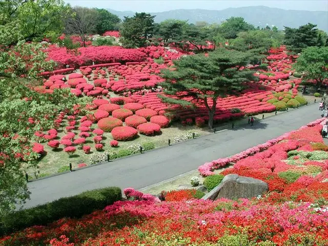 静岡県伊東市「小室山公園つつじ観賞会」開催！真っ赤なつつじの絨毯と富士山の競演も
