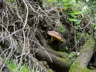 秋の山歩きの楽しみ、それはキノコ！【イタリア】