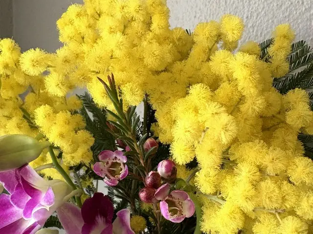ミモザの花を贈る日【イタリア】