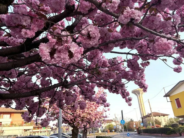 イタリアの美しい八重桜【イタリア】