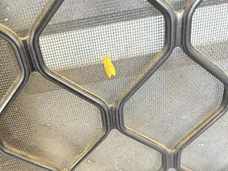 可愛い蛾のような昆虫の訪問【オーストラリア】