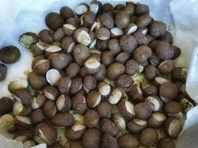 プーリアの路上で売られている謎の貝の正体は？【イタリア】