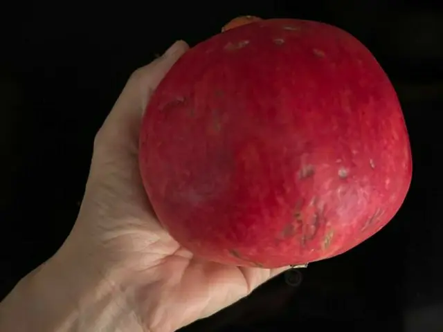 巨大なザクロ【オーストラリア】