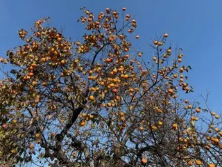イタリアでは柿をカコと呼ぶ【イタリア】